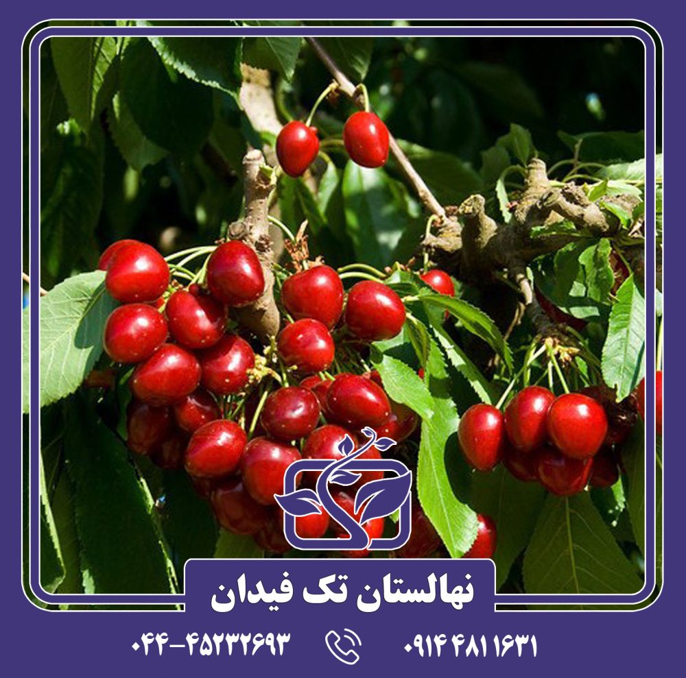 نهال گیلاس کمپکت استلا