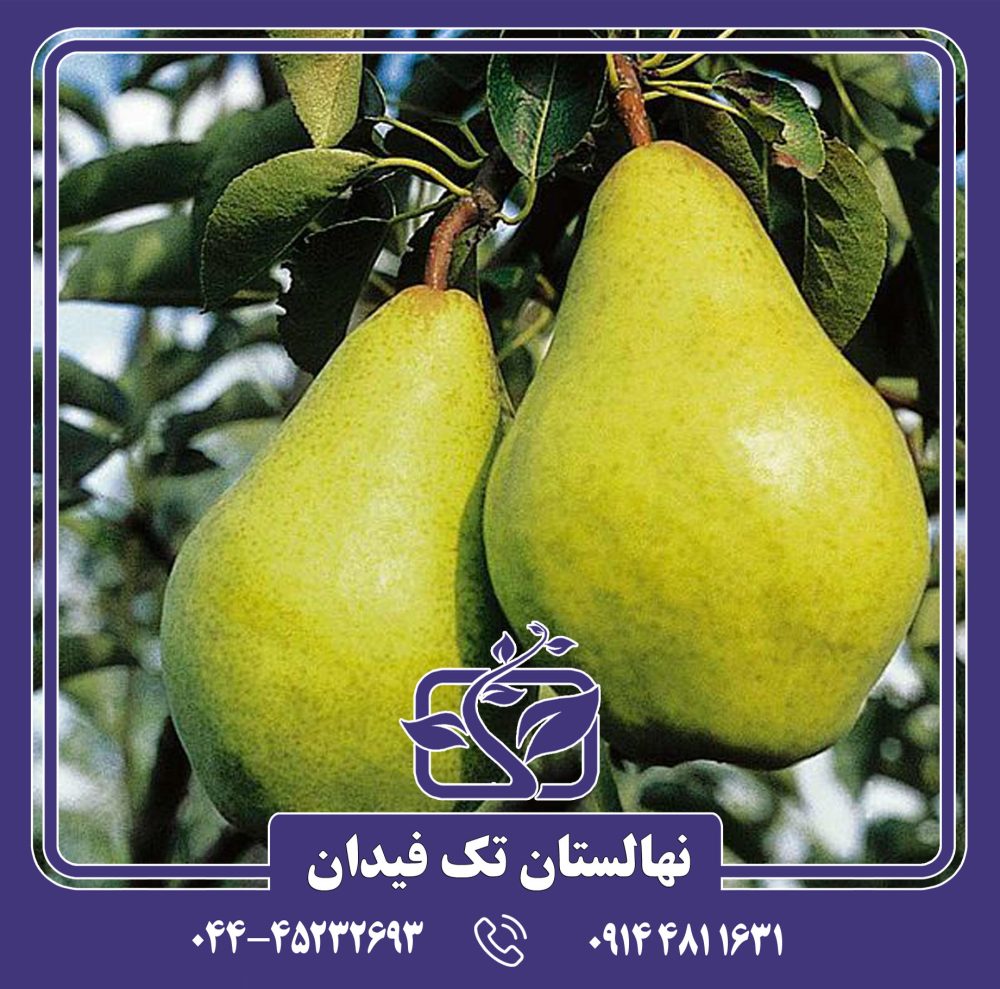 نهال گلابی ویلیام کلون