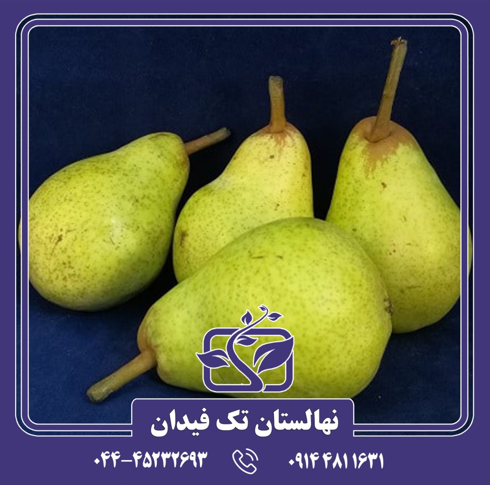 نهال گلابی ویلیام کلون