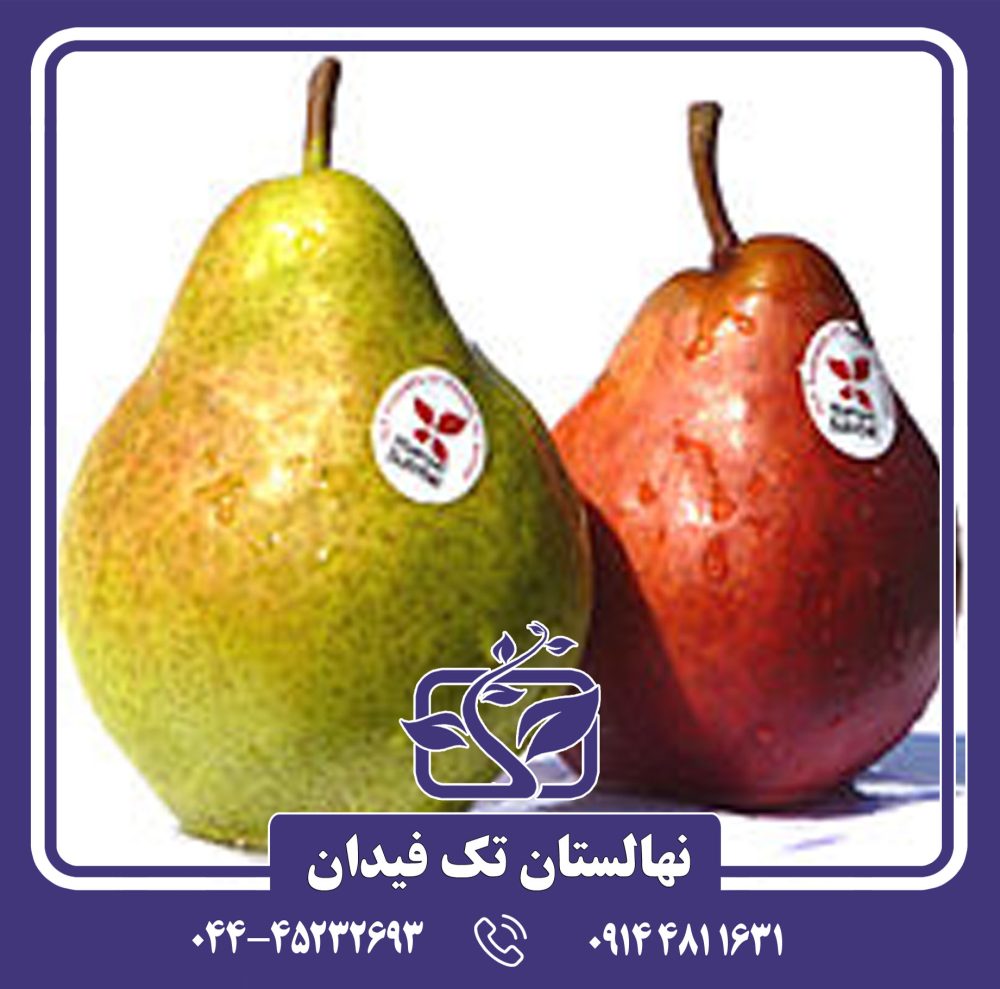 نهال گلابی ویلیام کلون