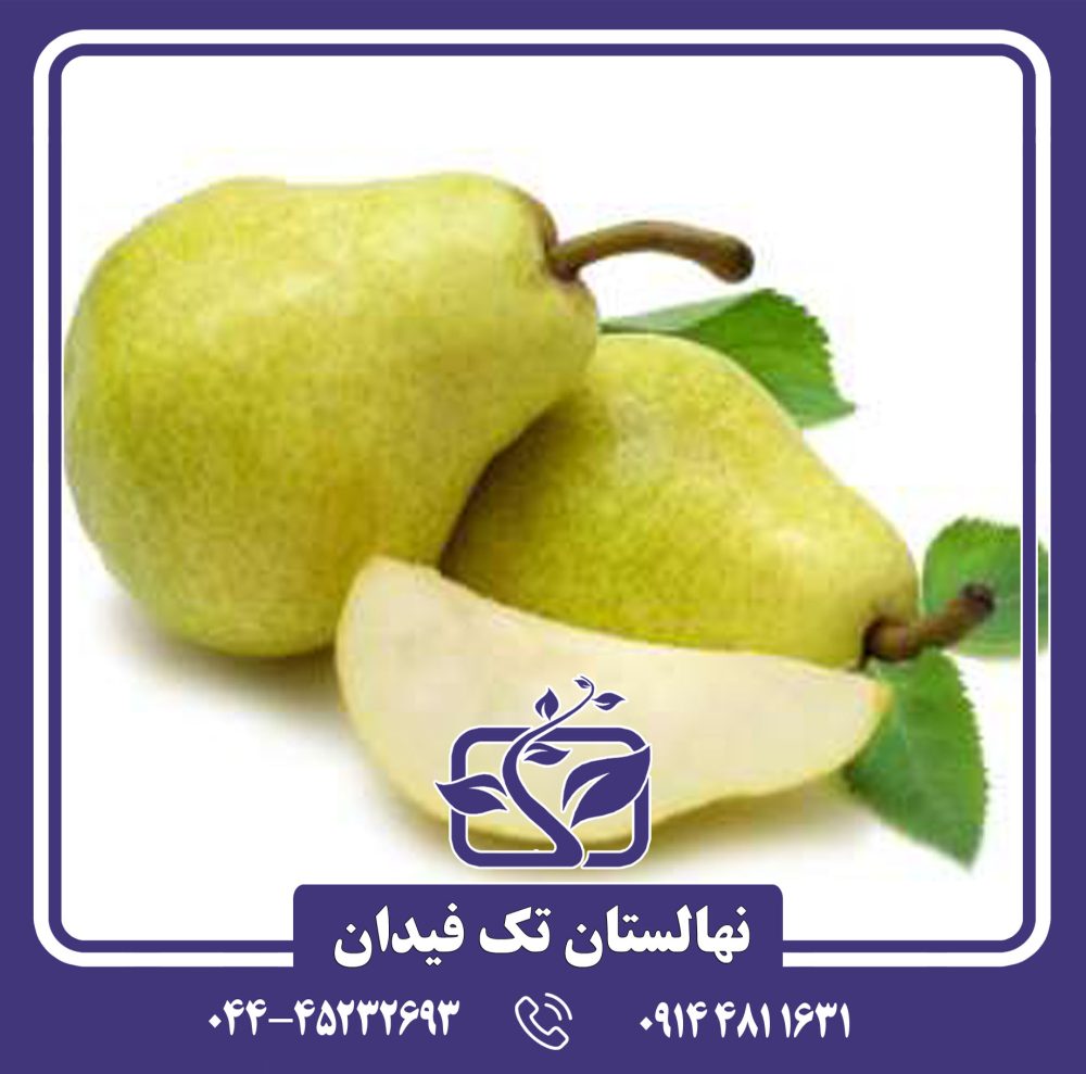 نهال گلابی ویلیام کلون