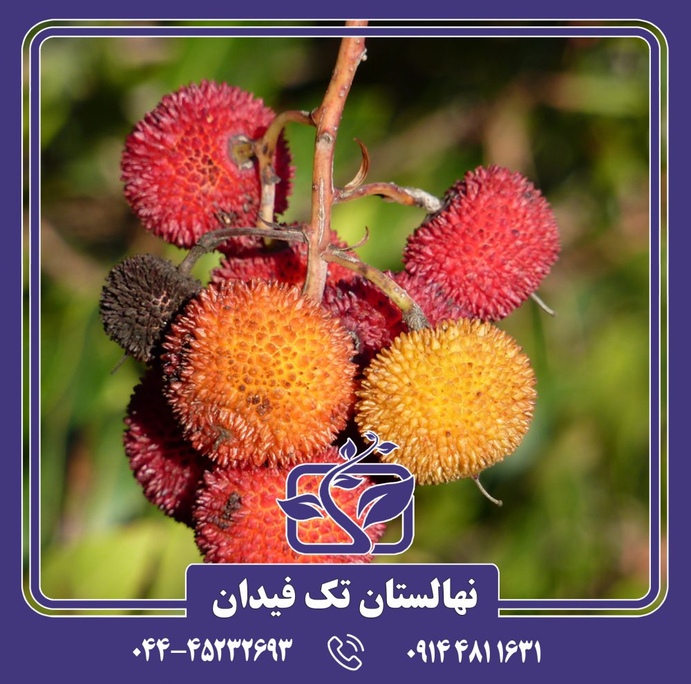 نهال آربوتوس