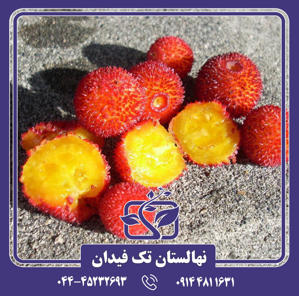 نهال آربوتوس - Image 4