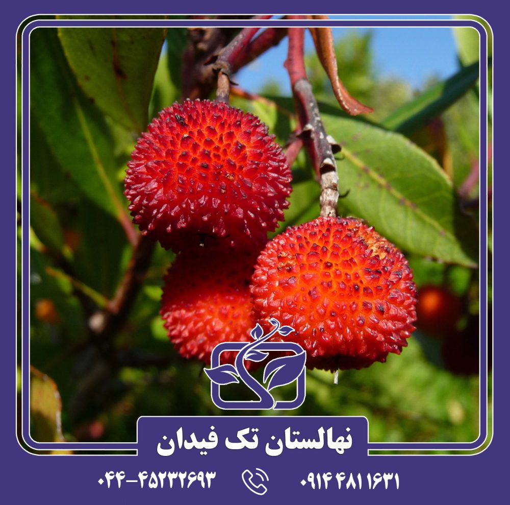 نهال آربوتوس - Image 2