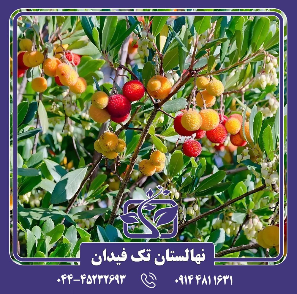 نهال آربوتوس - Image 3