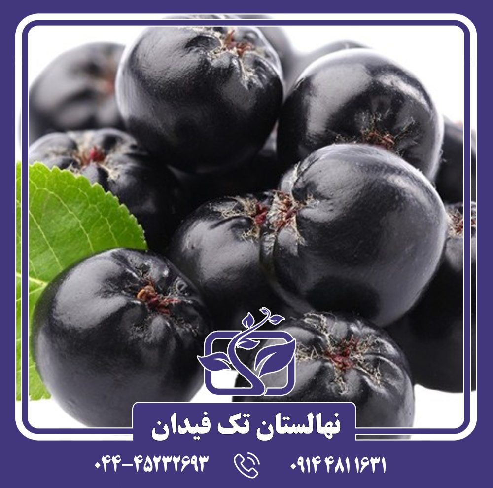 نهال آرونیا بری