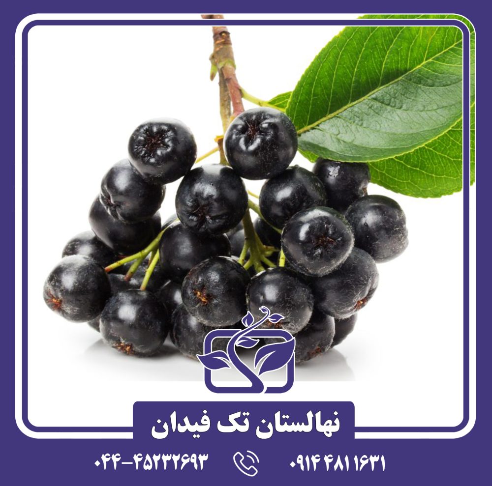 نهال آرونیا بری