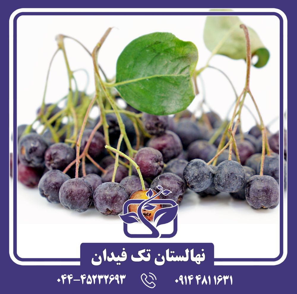 نهال آرونیا بری