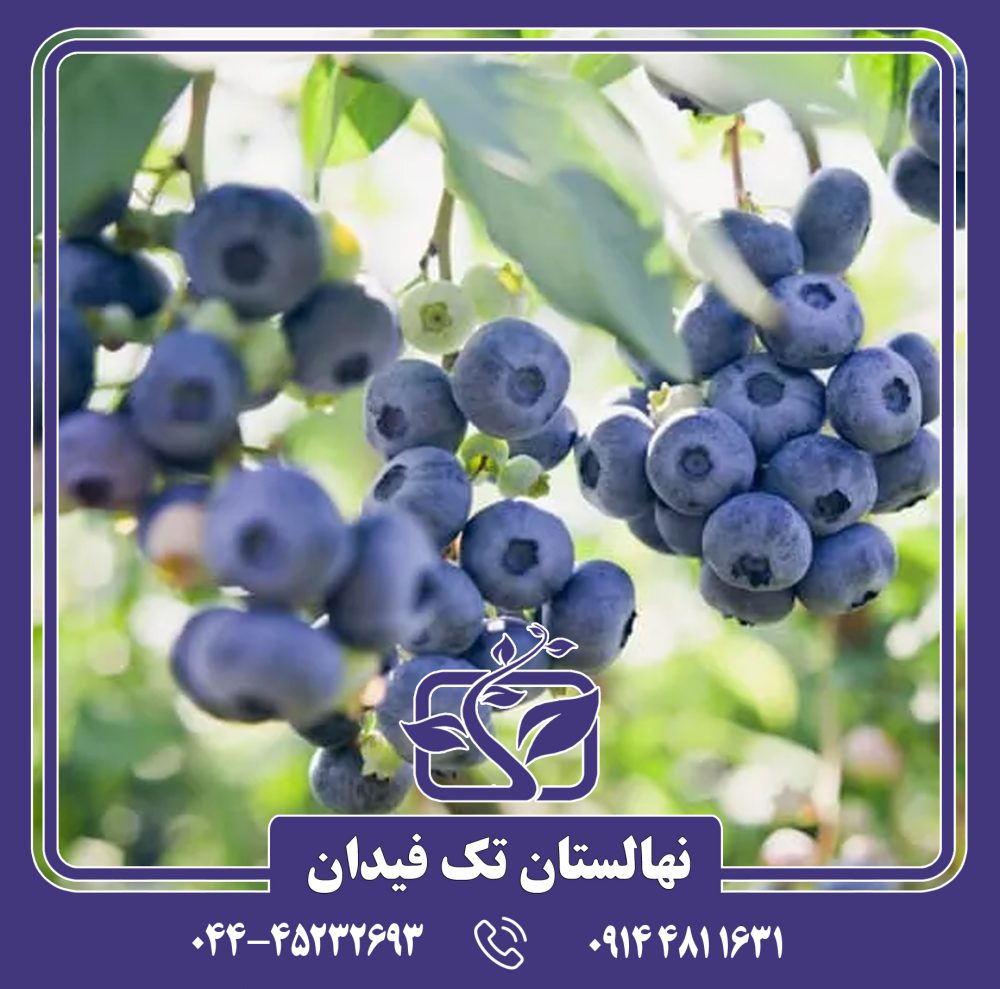 نهال بلوبری الیوت