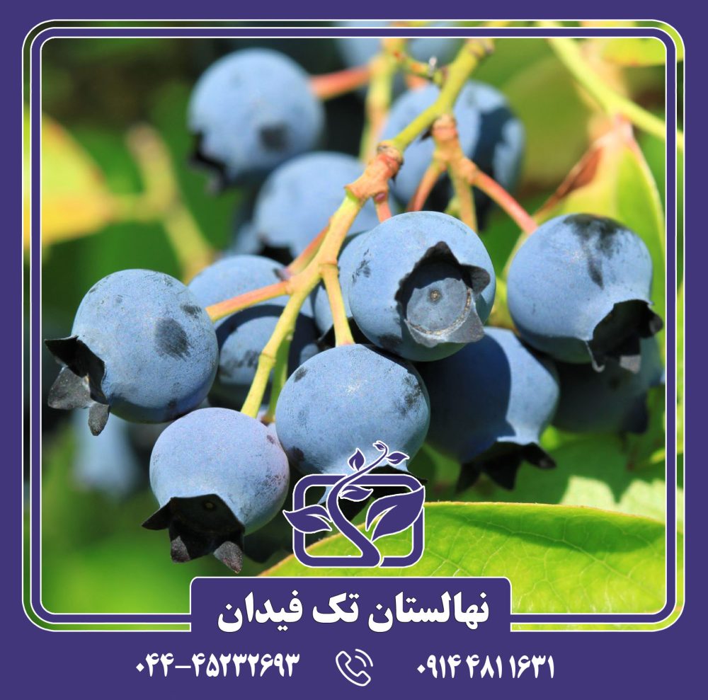 نهال بلوبری