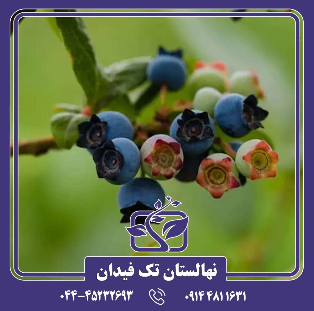 نهال بلوبری استار