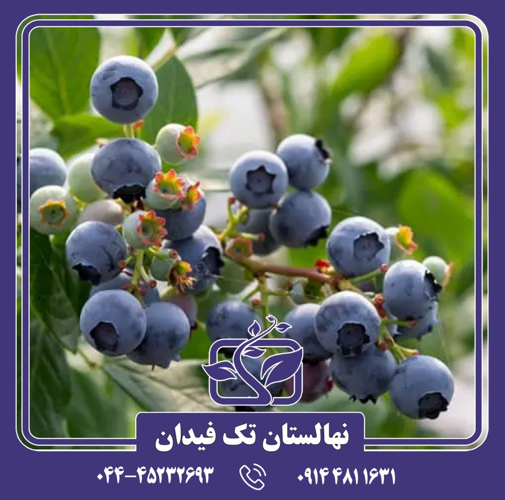 نهال بلوبری استار