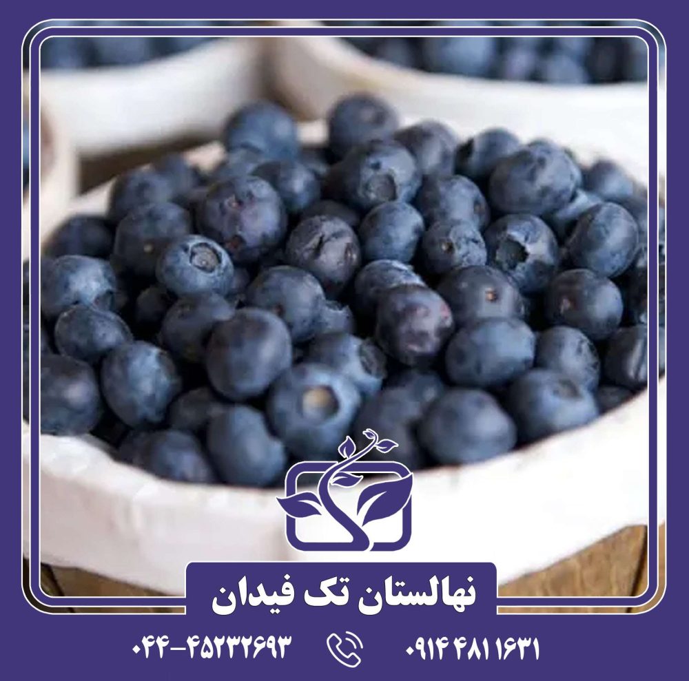 نهال بلوبری استار