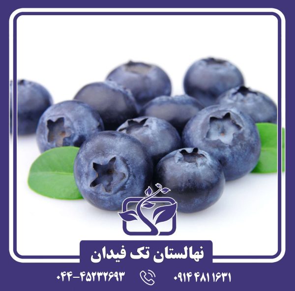 نهال بلوبری استار