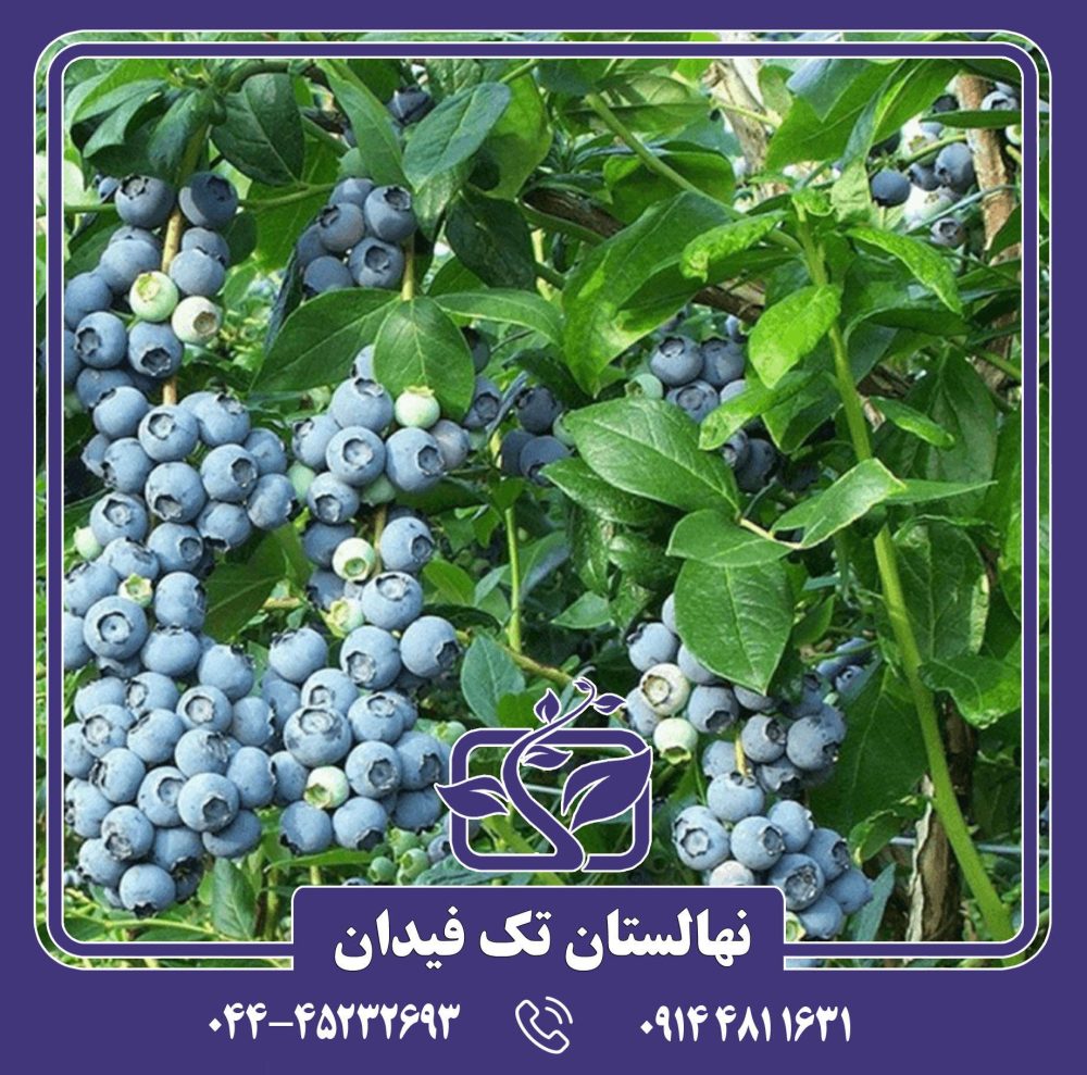 نهال بلوبری اسپارتان
