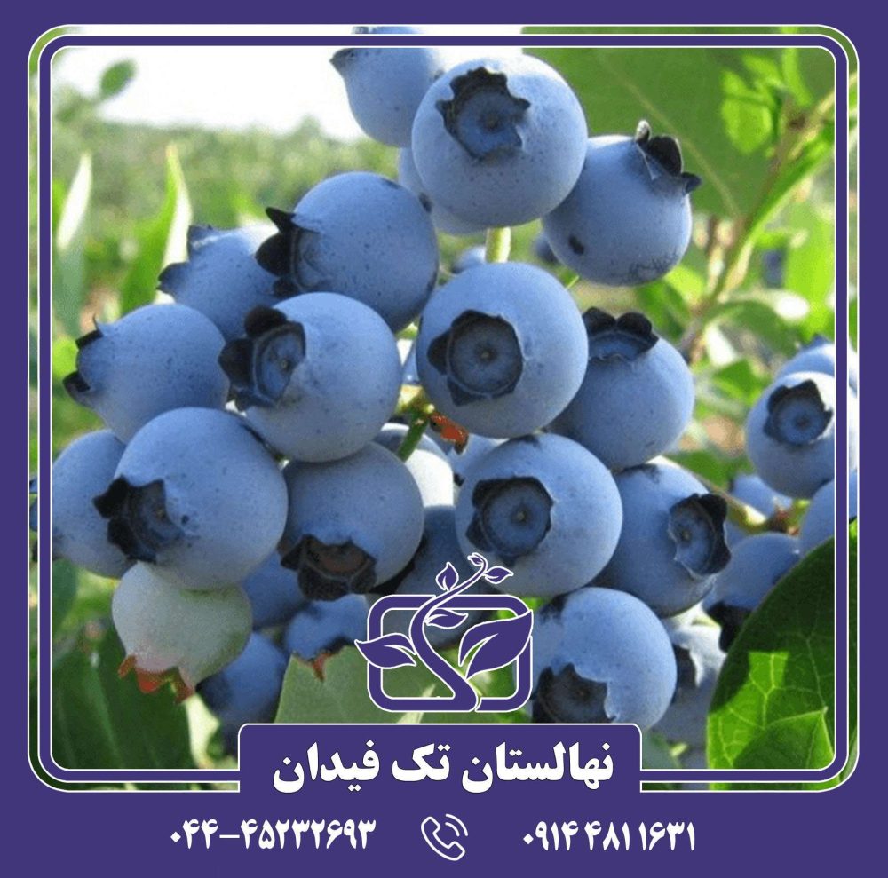 نهال بلوبری اسپارتان