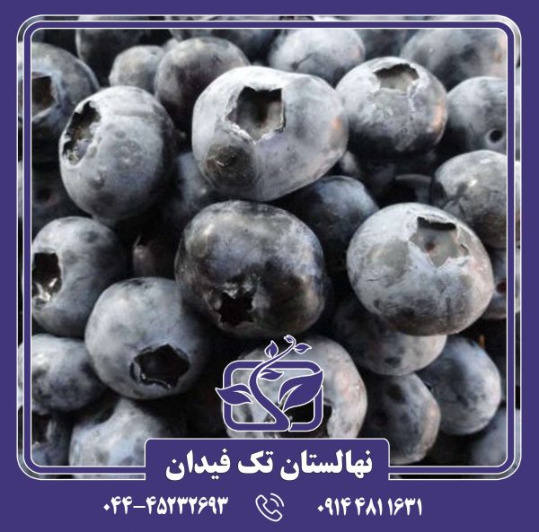 نهال بلوبری اسپارتان