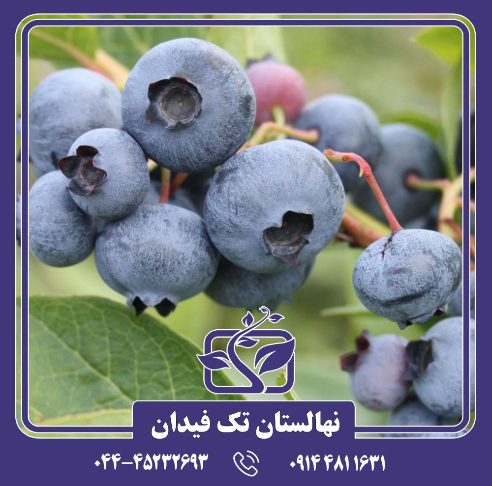 نهال بلوبری اسپارتان