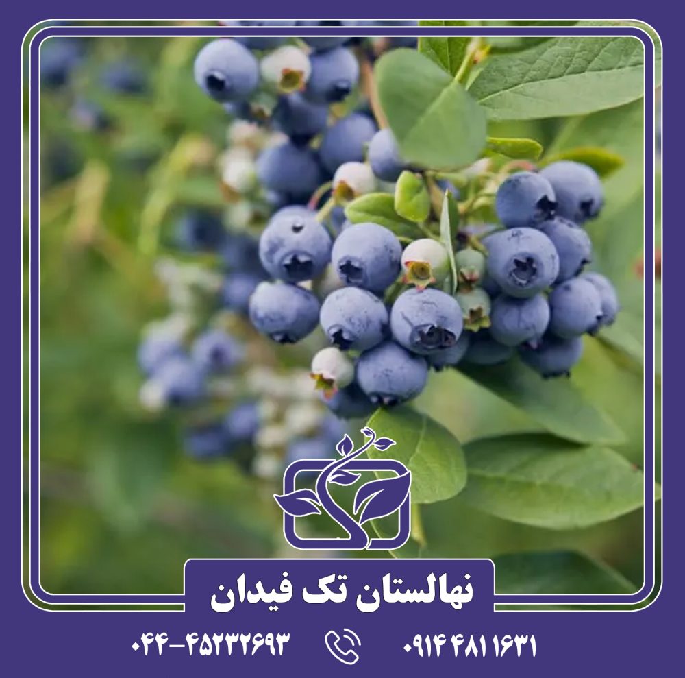 نهال بلوبری الیوت