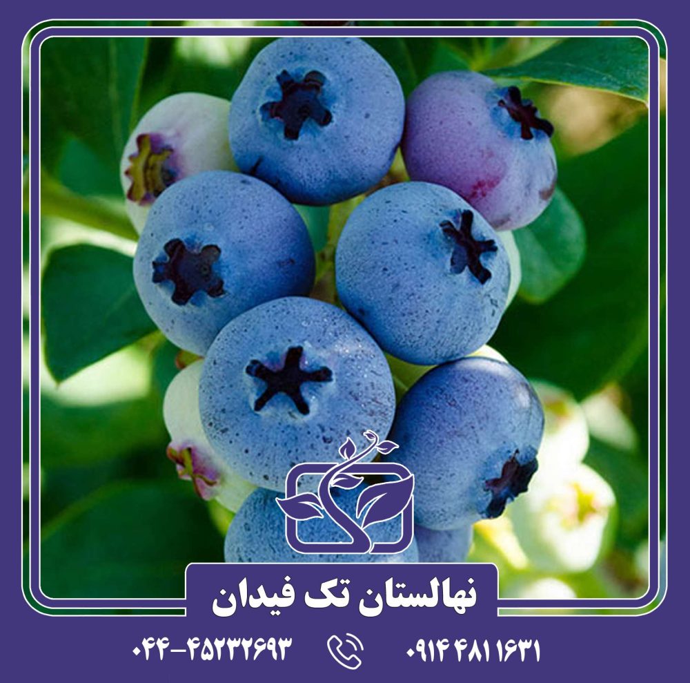 نهال بلوبری الیوت