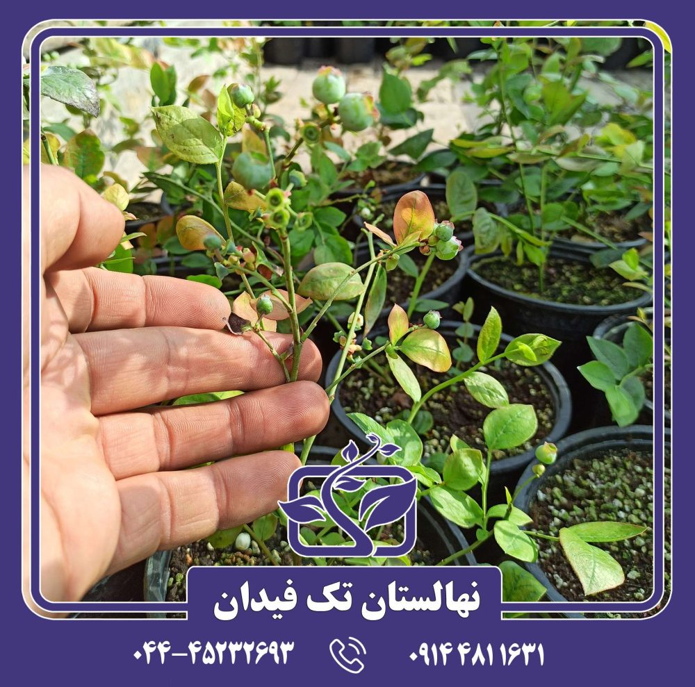 نهال بلوبری الیوت