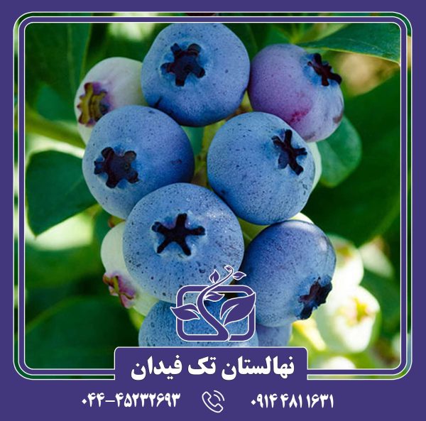 نهال بلوبری الیوت