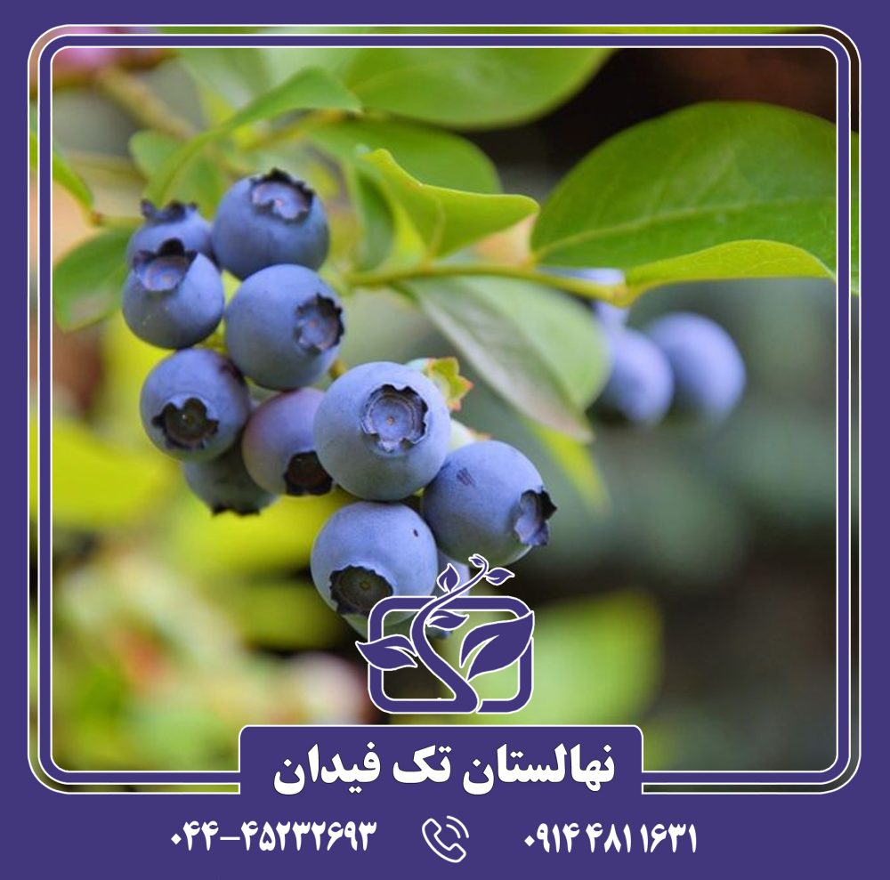 نهال بلوبری امرالد