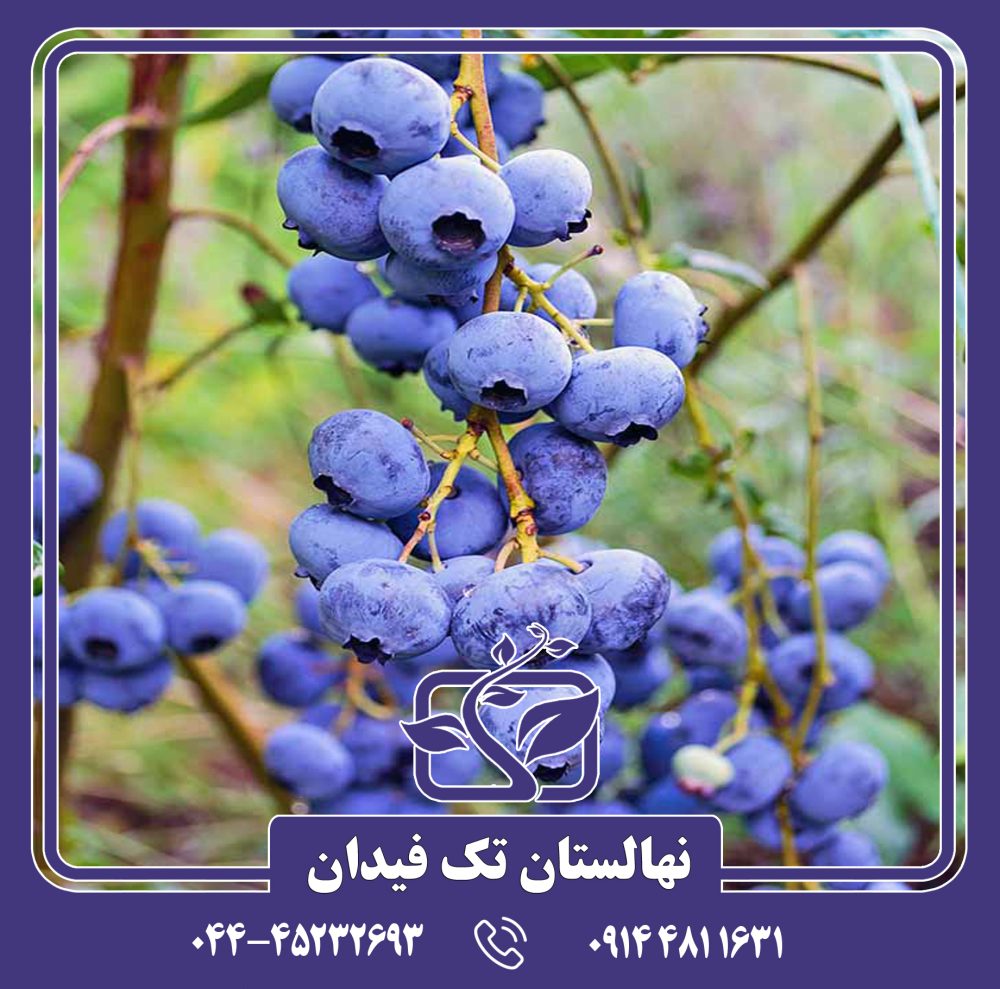 نهال بلوبری امرالد