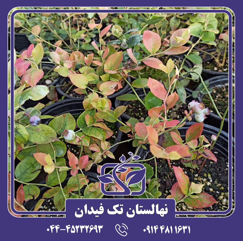 نهال بلوبری بلورای