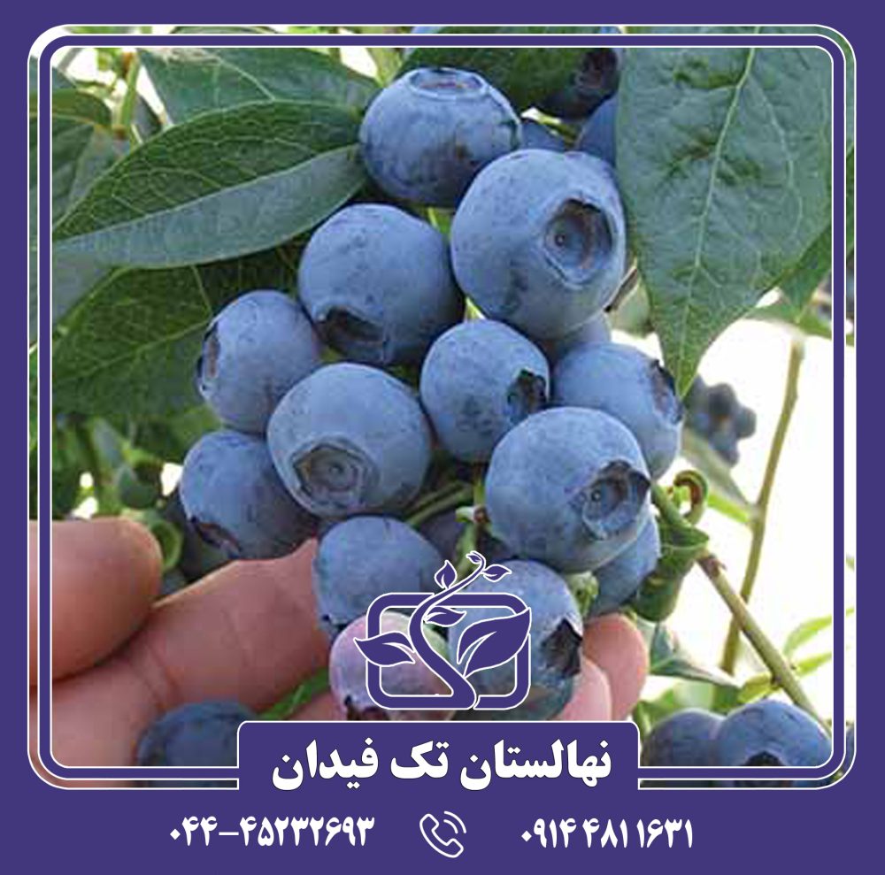 نهال بلوبری بلورای