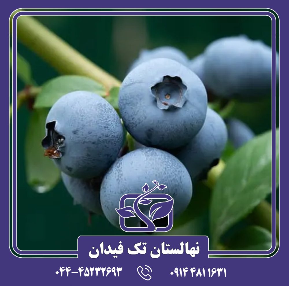نهال بلوبری امرالد