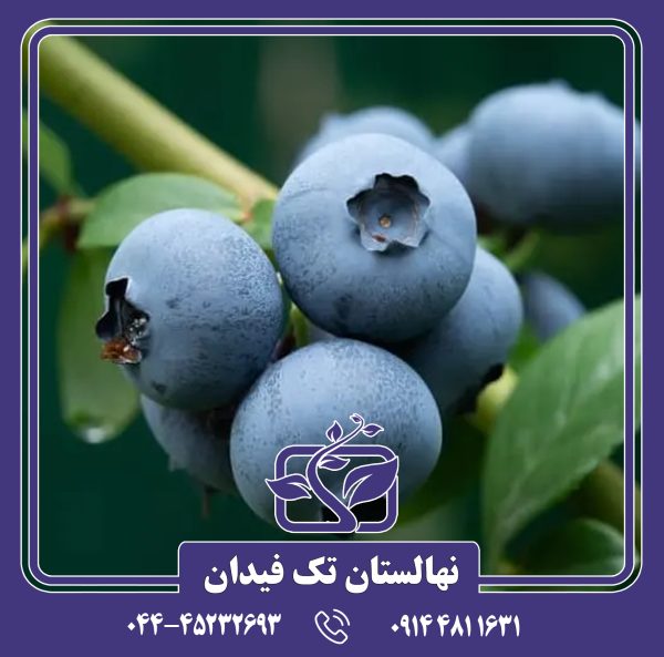 نهال بلوبری امرالد