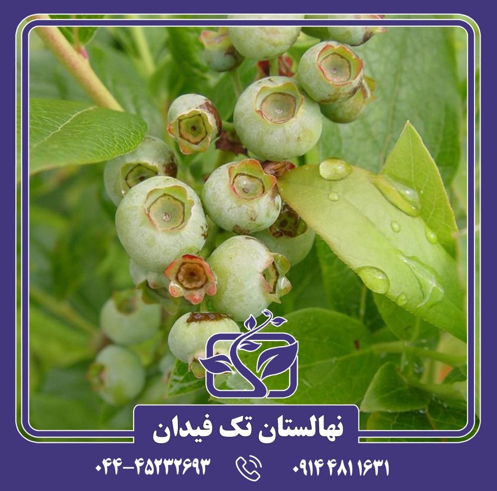 نهال بلوبری پاتریوت