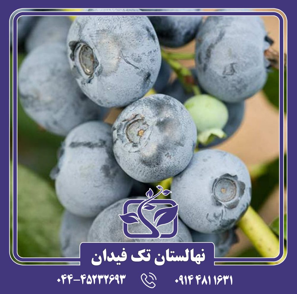نهال بلوبری پاتریوت