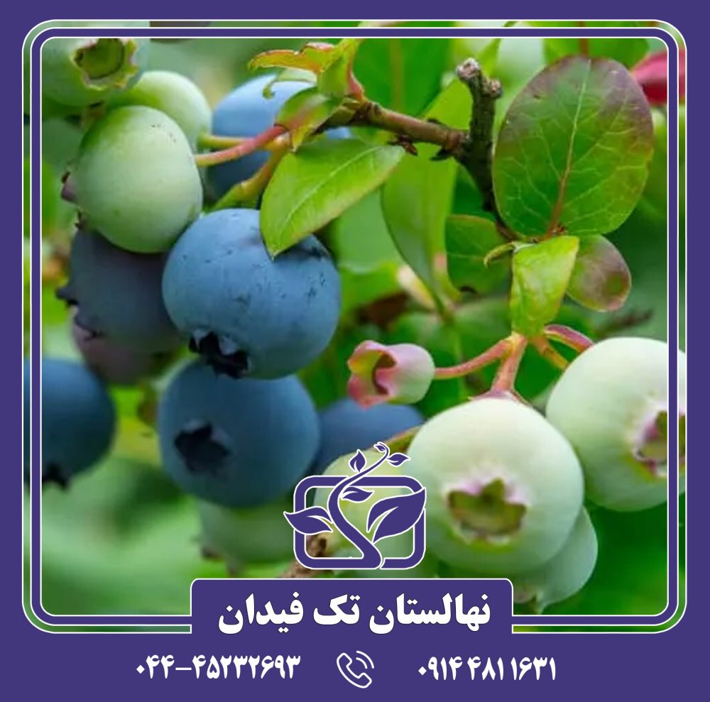 نهال بلوبری پاتریوت