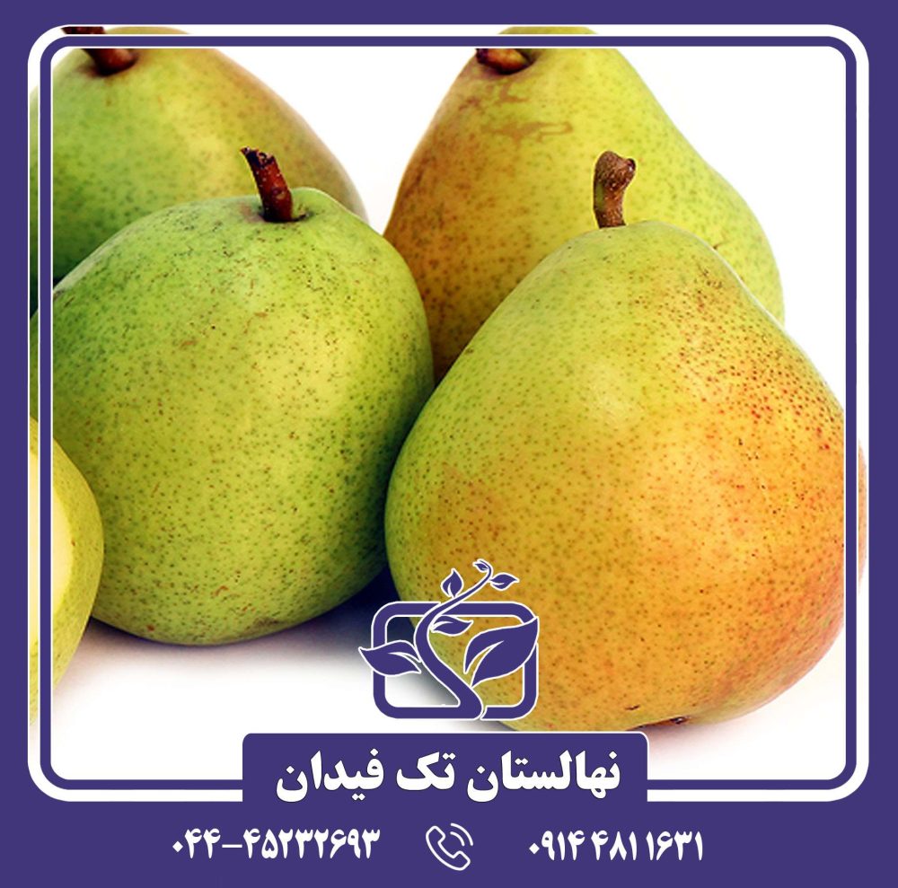 نهال گلابی آنجو سبز - Image 2