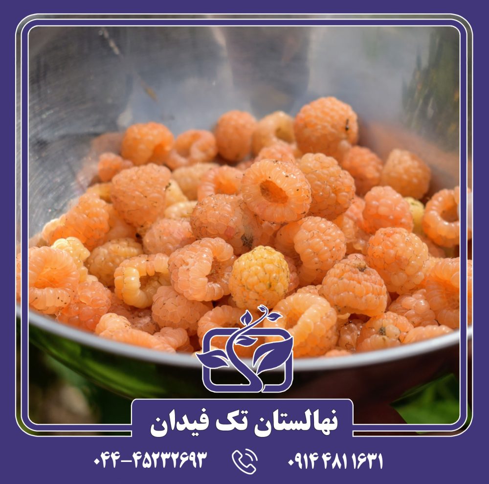 نهال رزبری زرد