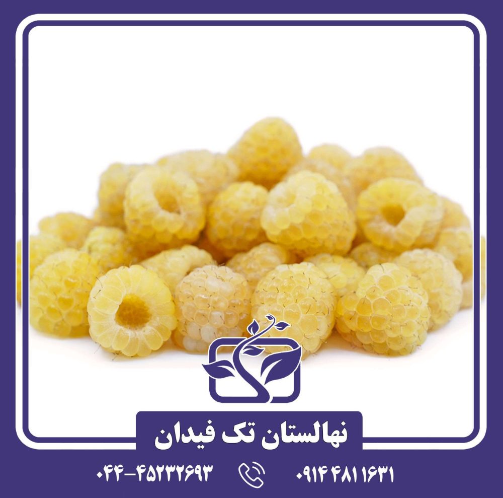 نهال رزبری زرد