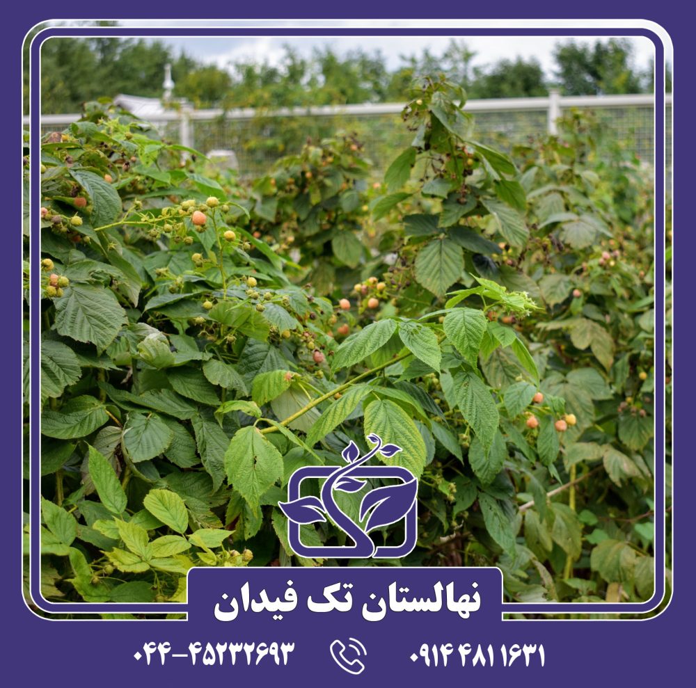 نهال رزبری زرد