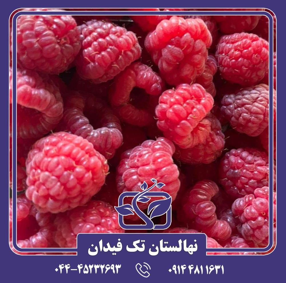نهال رزبری قرمز