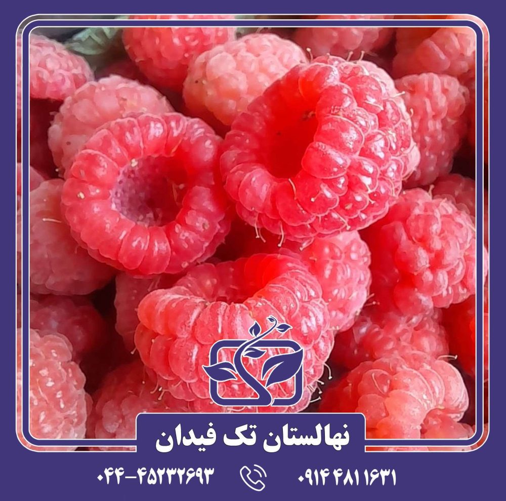 نهال رزبری قرمز