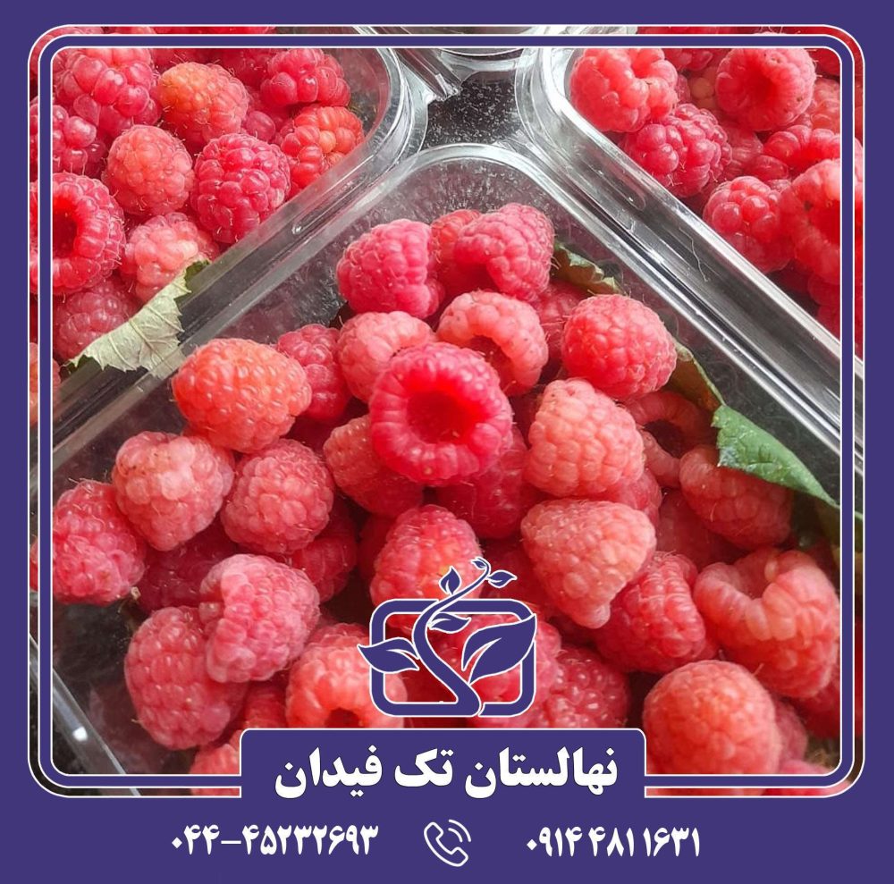 نهال رزبری قرمز