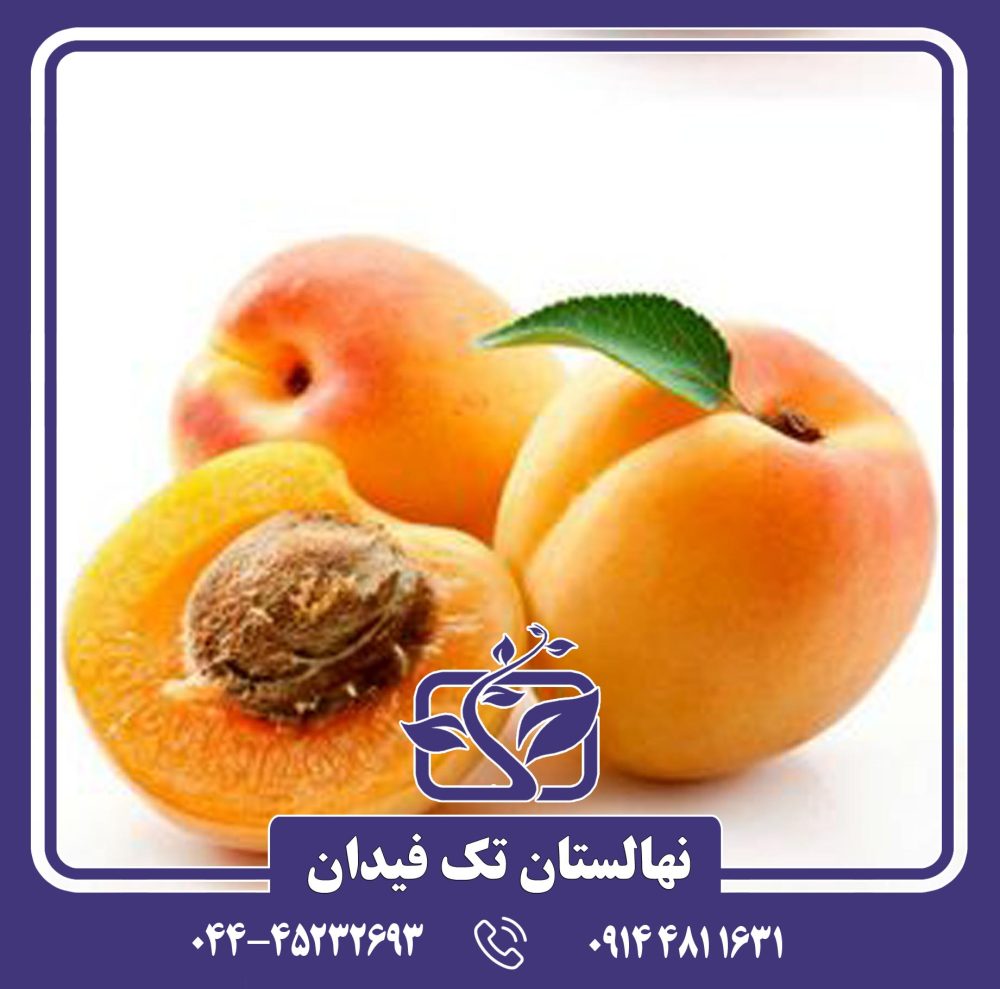 نهال زردآلو آیباتان