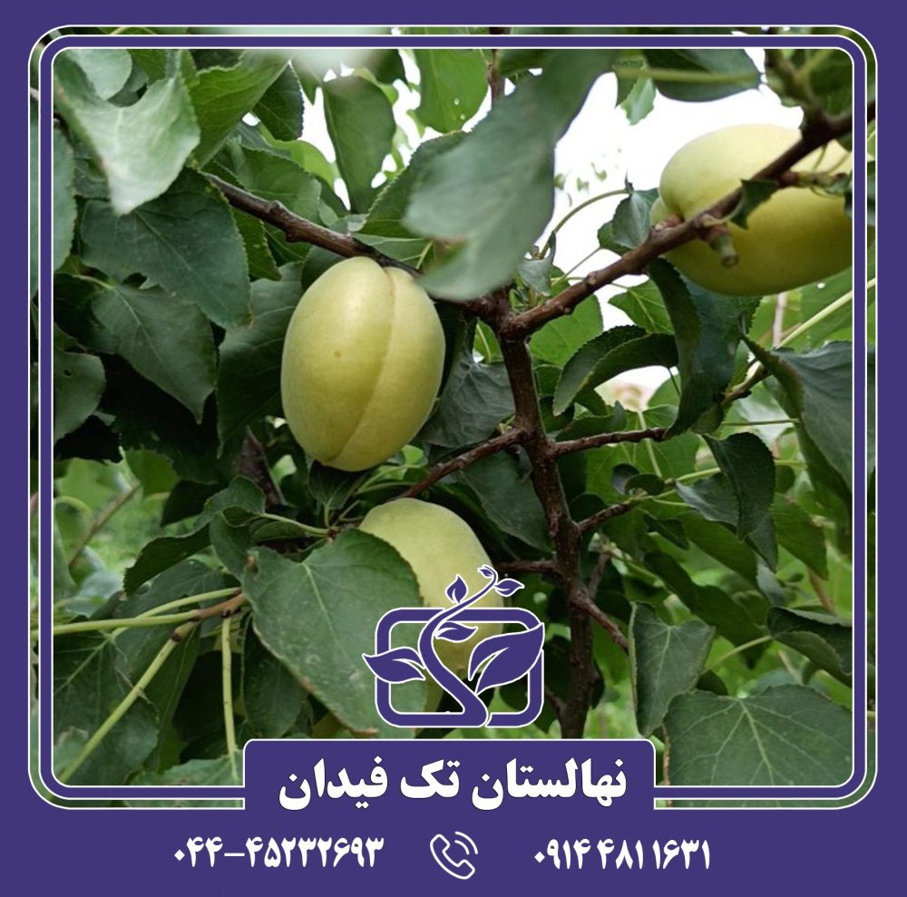نهال زردآلو آیباتان