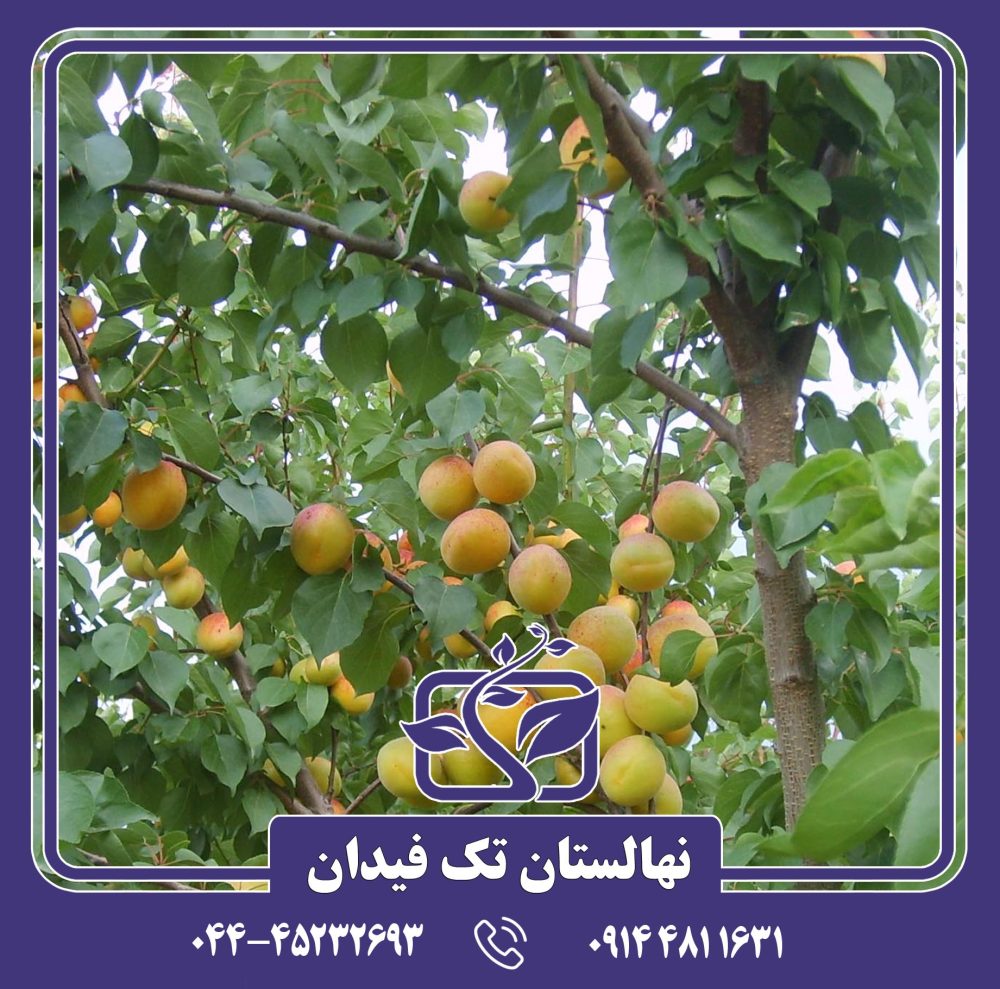 نهال زردآلو جلیل