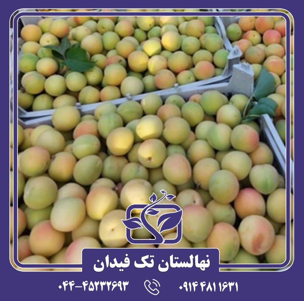 نهال زردآلو جلیل