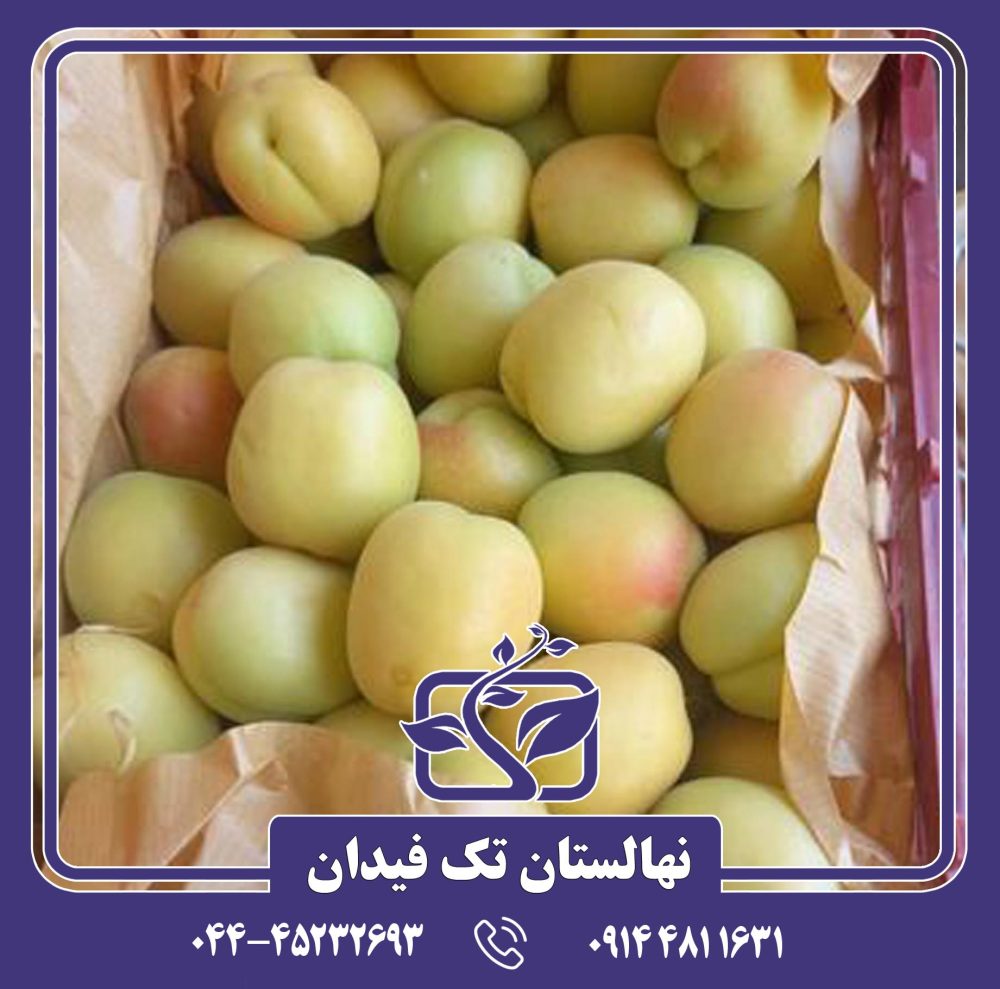 نهال زردآلو جلیل