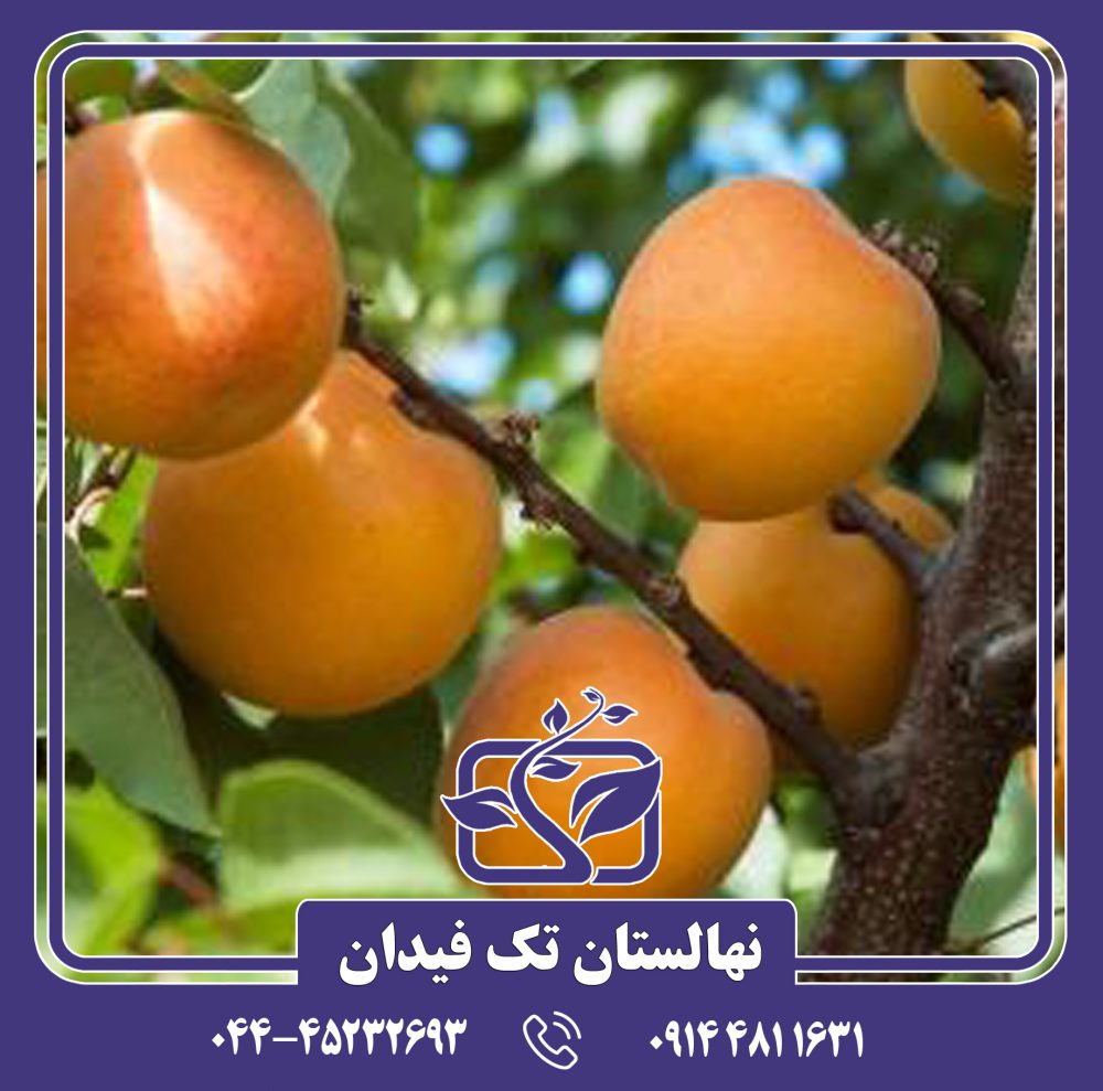 نهال زردآلو ساندروپ