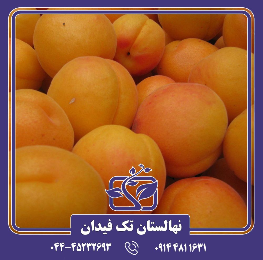 نهال زردآلو ساندروپ