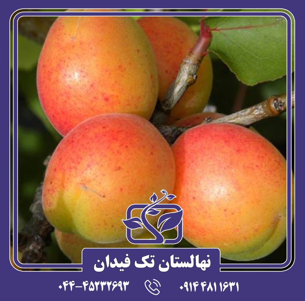نهال زردآلو ساندروپ